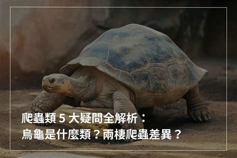 烏龜是冷血動物嗎